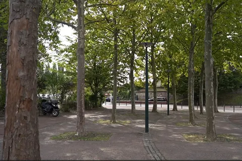 16棵悬铃木被判死刑，让我们携手拯救所有能救的树！
