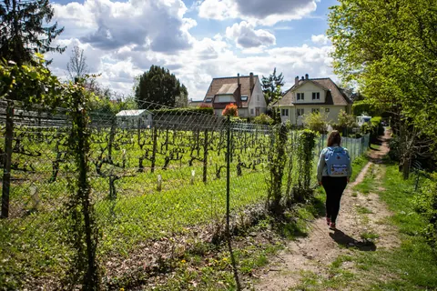 Promeneuse sur une sente qui longe des vignes, des maisons à l'arrière-plan