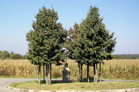 Béthemont-la-Forêt, fotografia 4 z 4