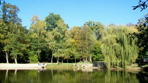 Montmorency forest