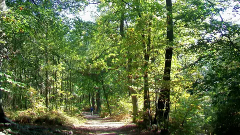 Montmorency forest